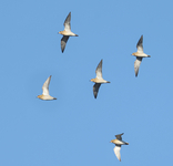 Golden Plover - Lars Buckx - 7 September 2025