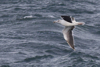 Great Black-backed Gull - Daniel GIOT - 13 September 2025
