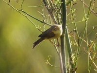 Willow Warbler - Vicenç Roig - 7 October 2025