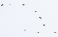 Fieldfare - Thijmen Stolk - 14 October 2025