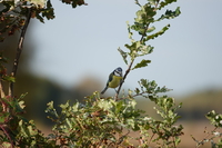 Blue Tit - Erwin Hooge - 19 October 2025