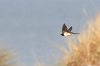 Swallow - Jochem Verweij - 6 November 2025