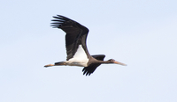 Black Stork - Maarten Sluijter - 7 September 2025