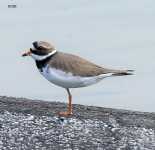 Ringed Plover - Klaus-Dieter Moormann - 19 May 2018