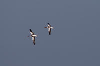 Shelduck - Alex van Herrewege - 2 September 2018