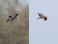 Osprey - Eddy Vaes - 29 September 2018