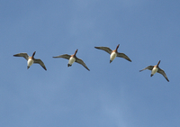 Wigeon - Arjan Boele - 9 October 2018