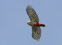 Great Spotted Woodpecker - Arjan Boele - 17 October 2018