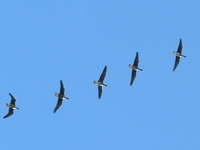 Eurasian White-fronted Goose - Jaap Oosterom - 14 October 2018