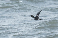 Leach's Petrel - Wim van Zwieten - 24 October 2018