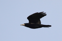 Rook - Maarten Mortier - 2 November 2018