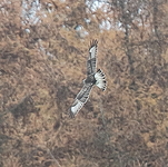 Rough-legged Buzzard - Klaus-Dieter Moormann - 11 November 2018