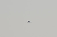 Spoonbill - Ruud Bouwman - 17 November 2018