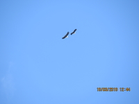 White-tailed Eagle - Jelle Visser - 19 March 2019