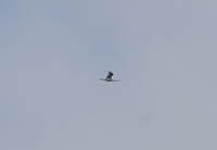 Spoonbill - Aat Schaftenaar - 25 March 2019