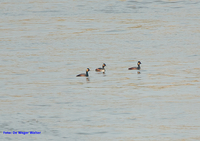 Black-necked Grebe - Walter De Weger - 7 April 2019