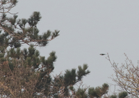 Ring Ouzel - Andy Benson - 16 April 2019