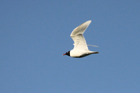 Mediterranean Gull - Erik Kleyheeg - 20 April 2019