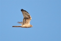 Montagu's Harrier - Bjorn Alards - 20 April 2019
