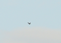 Osprey - Ruud Bouwman - 24 April 2019