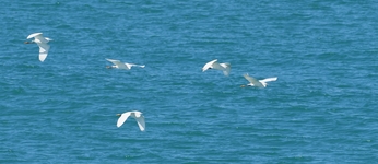 Little Egret - Quique Luque - 4 May 2019