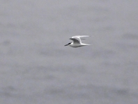 Sandwich Tern - John Kemp - 9 July 2019