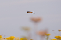 Hobby - Chris Mills - 29 July 2019