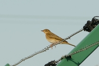 Tree Pipit - Graham Sparshott - 22 August 2019