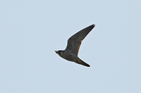 Peregrine - Ruud Bouwman - 26 August 2019
