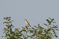 Wheatear - Ruud Bouwman - 27 August 2019