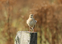Tawny Pipit - Ruud Bouwman - 27 August 2019