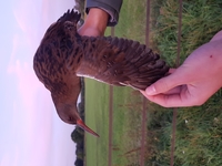 Water Rail - Ignace Ledegen - 22 September 2019