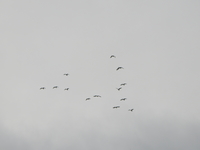 Great White Egret - Luc De Wilde - 7 October 2019