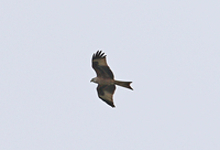 Red Kite - Ruud Bouwman - 8 October 2019