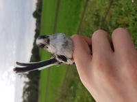 Long-tailed Tit - Ignace Ledegen - 13 October 2019