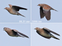 Turtle Dove - René van Rossum - 17 October 2019