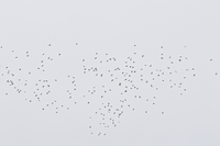 Woodpigeon - Ruud Bouwman - 19 October 2019