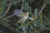 Goldcrest - Hans Gebuis - 19 October 2019