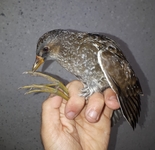 Spotted Crake - Thomas Vermeire - 24 October 2019