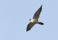 Peregrine - Arjan Boele - 3 November 2019