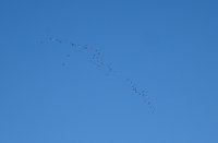 Lapwing - Martine Helleman - 12 February 2020