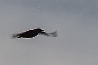 Wood Lark - Alex van Herrewege - 21 February 2020