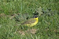 Grey-headed Wagtail - Jan Verboom - 22 April 2020