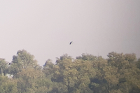 Black Stork - Jos Koopman - 22 April 2020