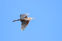 Purple Heron - Jonathan van Erkel - 23 April 2020