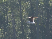 Yellow-legged Gull - Hein Prinsen - 8 May 2020