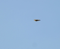 Golden Oriole - Joachim Vreeman - 31 May 2020