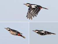 Great Spotted Woodpecker - René van Rossum - 13 July 2020