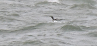 Black-throated Diver - Marc Roca - 26 July 2020