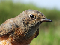 Redstart - Sonja Van Loock - 13 August 2020